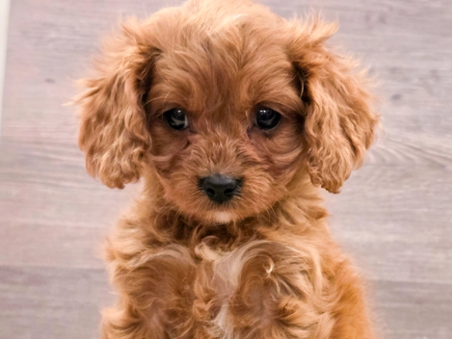 Cavapoo puppy for sale