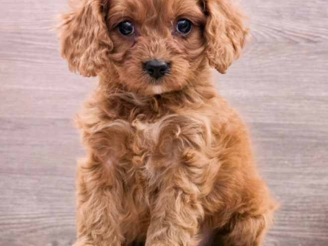 Cavapoo puppy for sale