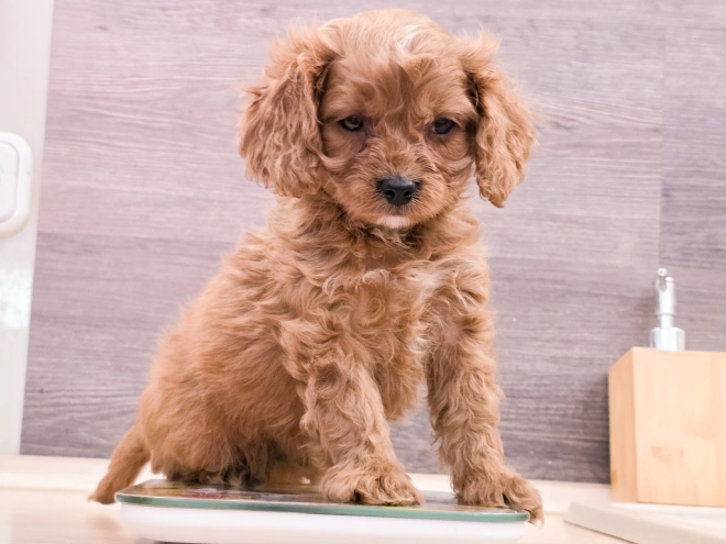 Cavapoo puppy for sale