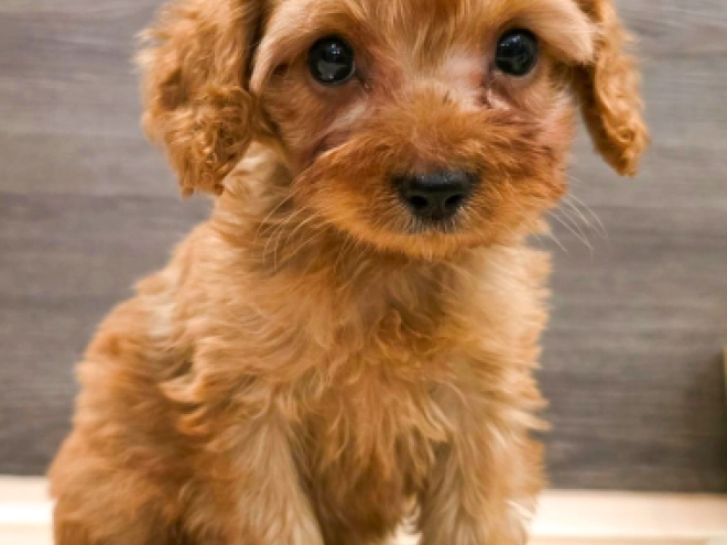 Cavapoo puppy for sale