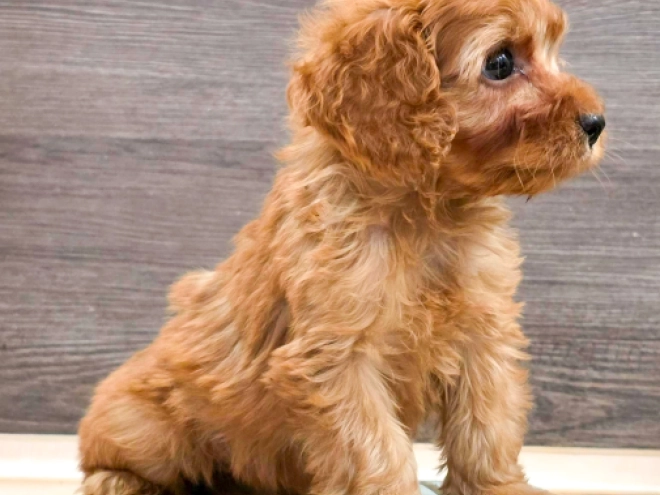Cavapoo puppy for sale