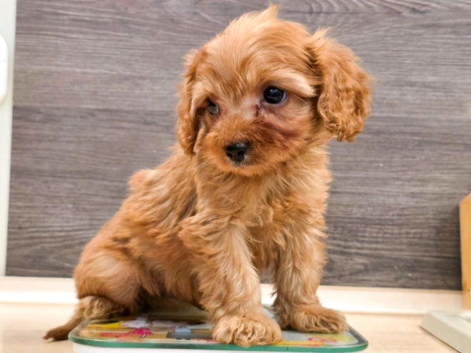 Cavapoo puppy for sale