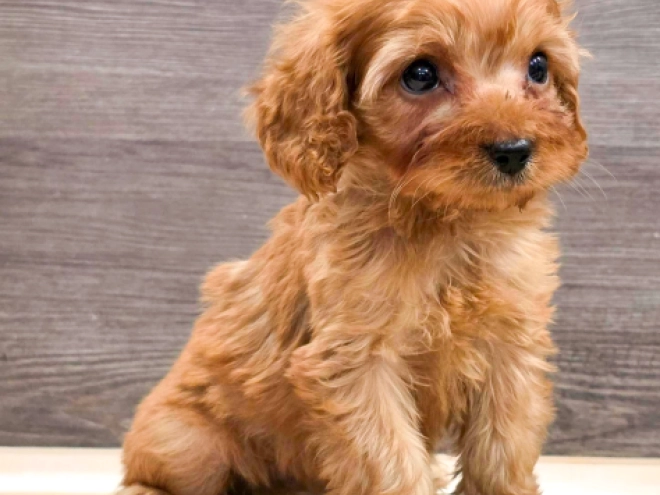 Cavapoo puppy for sale