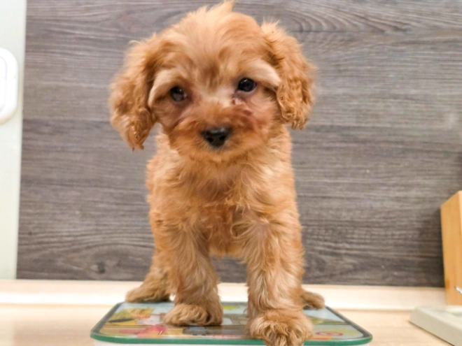 Cavapoo puppy for sale