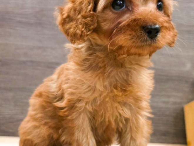 Cavapoo puppy for sale
