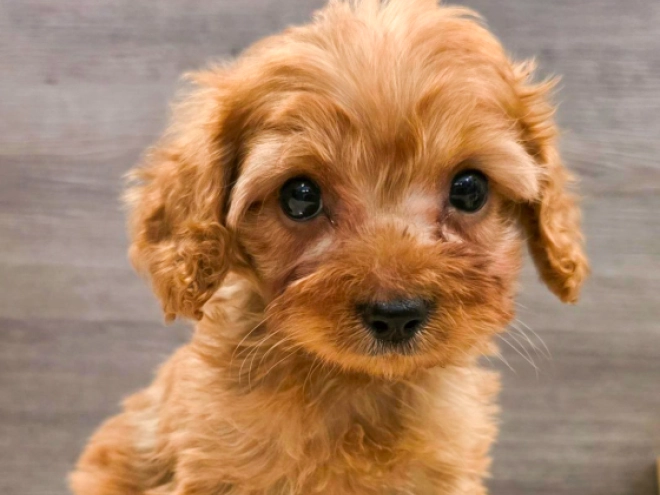 Cavapoo puppy for sale
