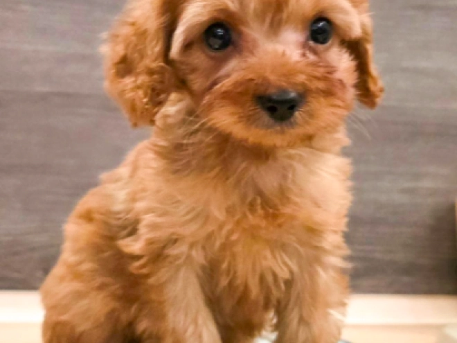 Cavapoo puppy for sale