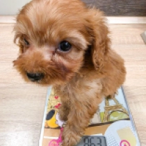 Mini Max – F1, golden Cavapoo for sale