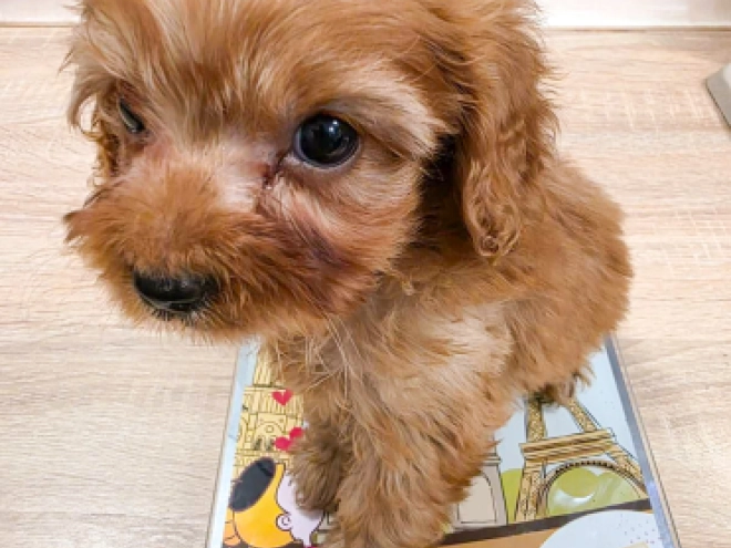 Cavapoo puppy for sale