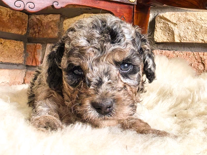 Cavapoo Welpe kaufen