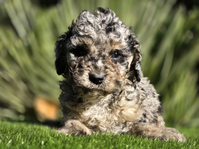 Cavapoo Welpe kaufen