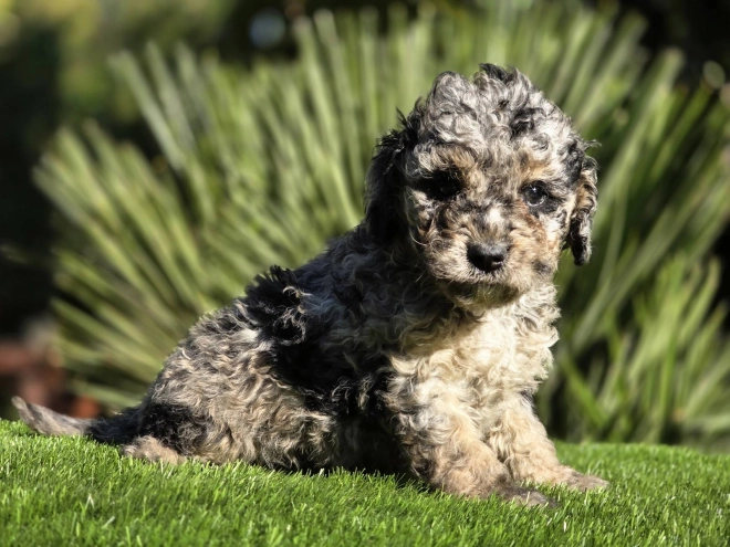 Cavapoo Welpe kaufen