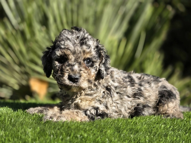 Cavapoo Welpe kaufen