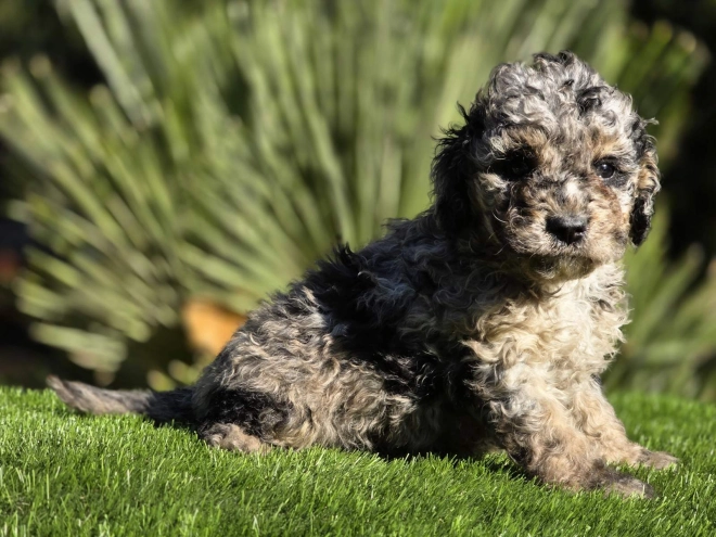 Cavapoo Welpe kaufen