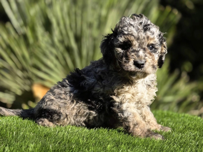 Cavapoo Welpe kaufen