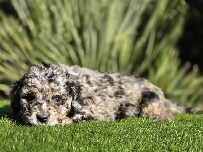 Cavapoo Welpe kaufen