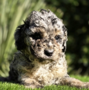 Melba – F1b, merle Cavapoo for sale