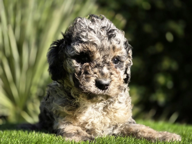 Cavapoo Welpe kaufen