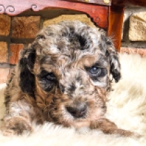 Melba – F1b, merle Cavapoo Welpen kaufen