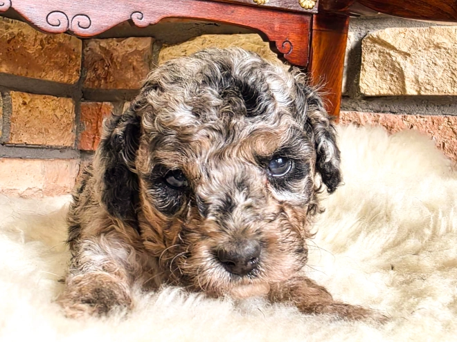 Cavapoo Welpe kaufen