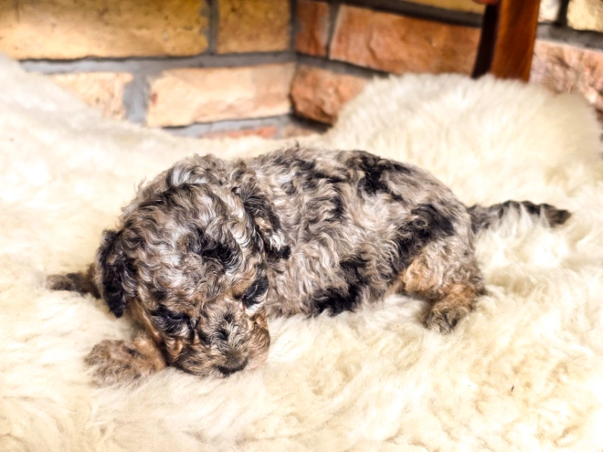 Cavapoo Welpe kaufen