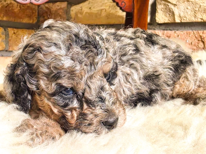 Cavapoo Welpe kaufen