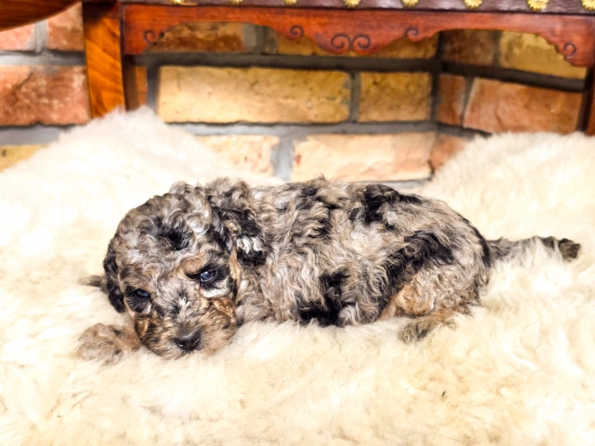 Cavapoo Welpe kaufen