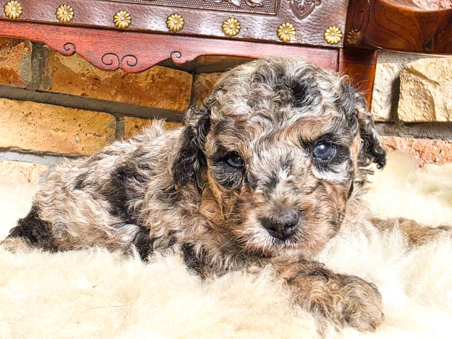 Cavapoo Welpe kaufen
