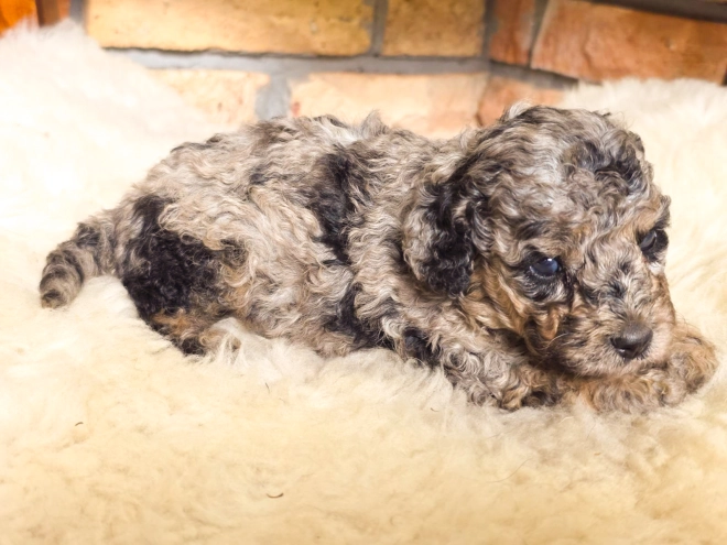 Cavapoo Welpe kaufen