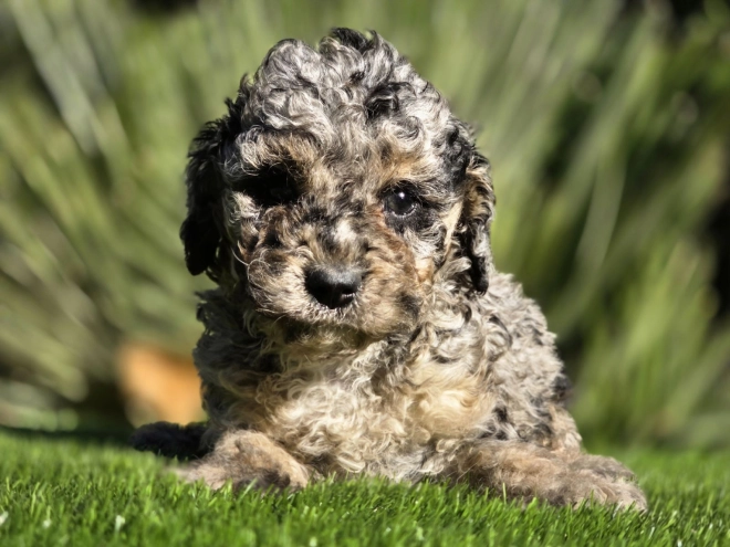 Cavapoo Welpe kaufen