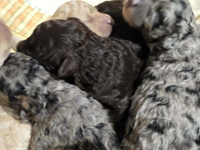 Cavapoo Welpe kaufen