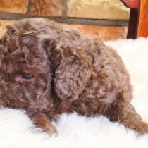 Promising F1b litter, cream, chocolate, merle Cavapoo Welpen kaufen