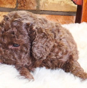 Cavapoo Welpe kaufen