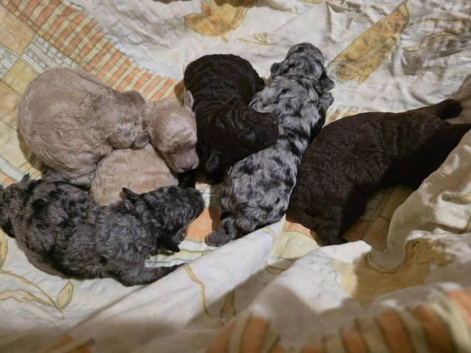 Cavapoo Welpe kaufen