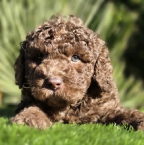 Cavapoo puppy for sale