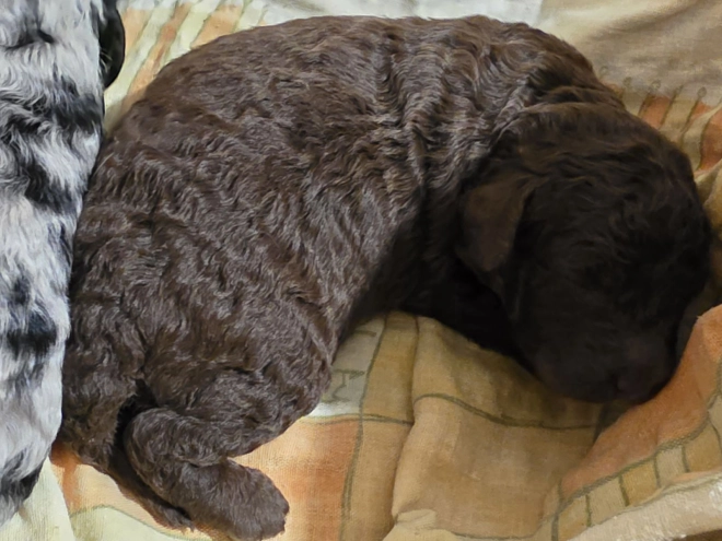 Cavapoo Welpe kaufen