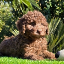 Milka – F1b, chocolate Cavapoo for sale