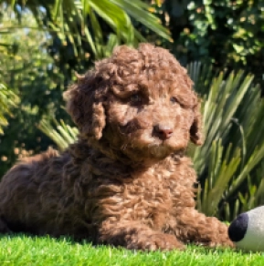 Milka – F1b, chocolate Cavapoo Welpen kaufen
