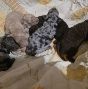 Cavapoo Welpe kaufen