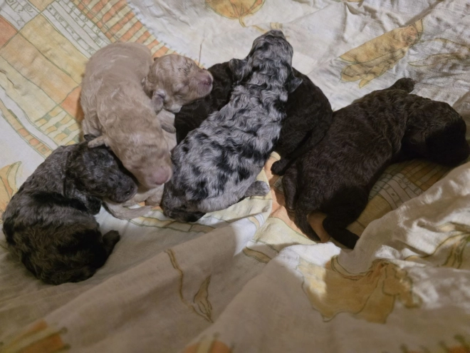 Cavapoo Welpe kaufen
