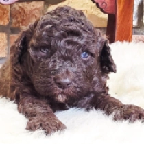 Belgian Chocolate – F1b, chocolate Cavapoo Welpen kaufen