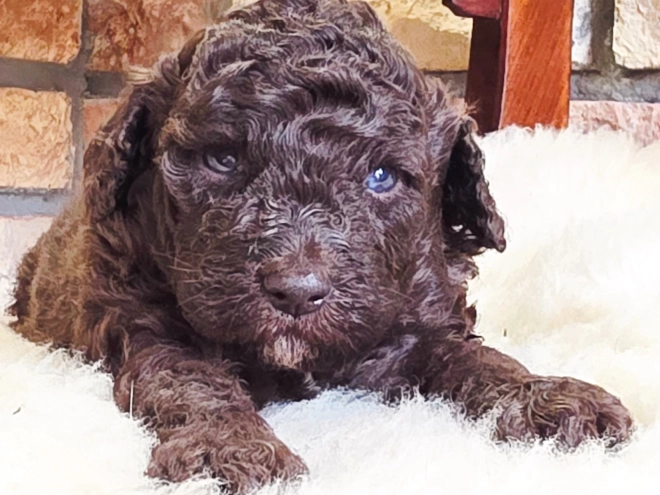 Cavapoo Welpe kaufen