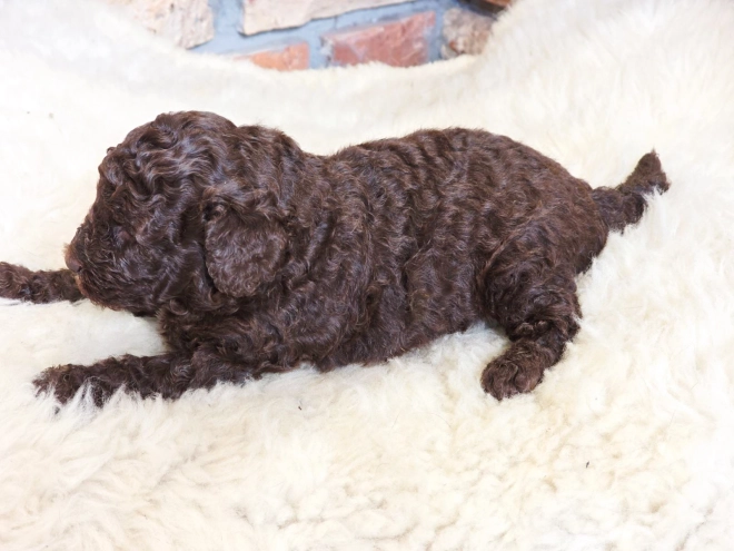 Cavapoo Welpe kaufen