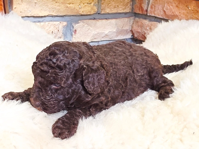 Cavapoo Welpe kaufen