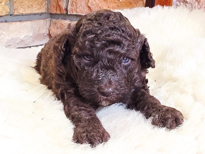 Cavapoo Welpe kaufen