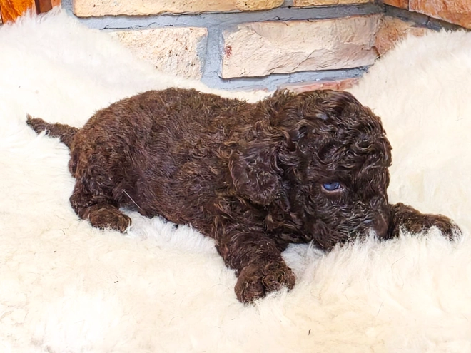 Cavapoo Welpe kaufen