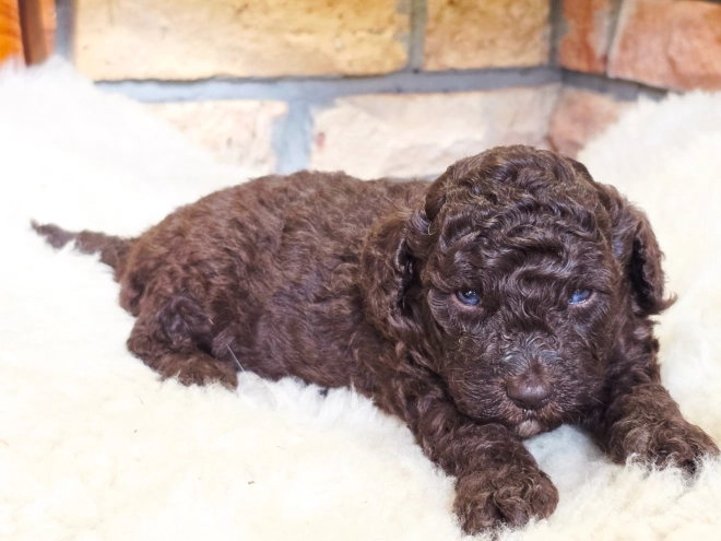 Cavapoo Welpe kaufen