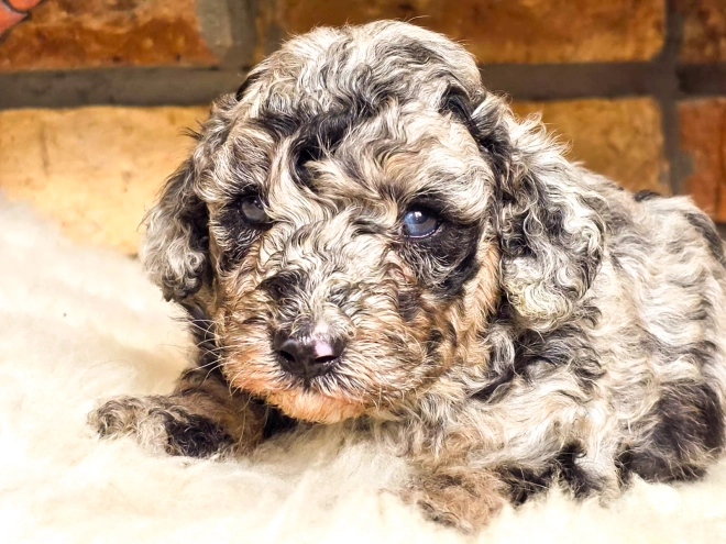 Cavapoo Welpe kaufen