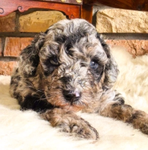 Cavapoo Welpe kaufen