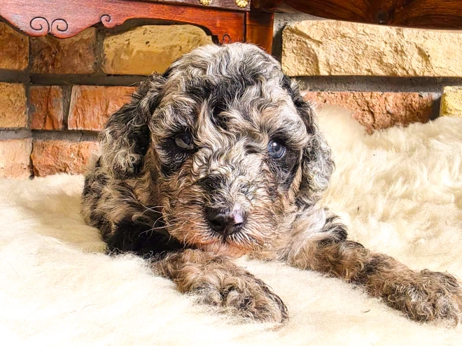 Cavapoo Welpe kaufen